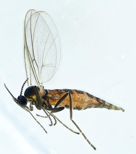 Réf. 297 660 : Micromyinae inconnu